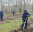 Белгородские спасатели высадили парк в честь грядущего 100-летия государственного пожнадзора - Сетевое издание Наша жизнь
